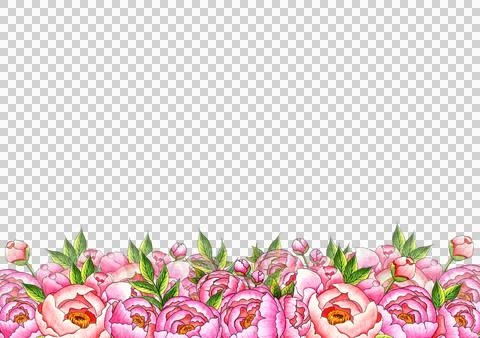 Pink peonies frame border at the bottom watercolor Illustrazione stock