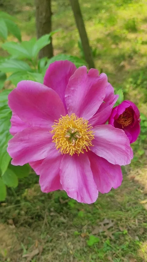 Pink Peonies Full Bloom May Vidéo 330358134
