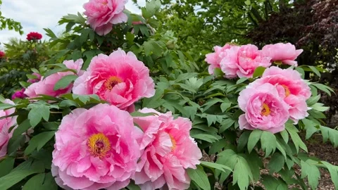 Pink Peonies in Full Bloom - Romantic Garden Scene with Layer Stock Footage 240938306