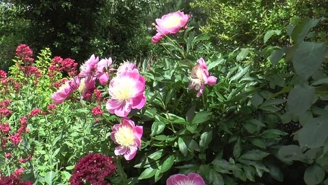 Pink peonies in garden Video stock 76194018