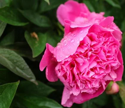 Pink peonies on a green background. Background image. Stock Photos
