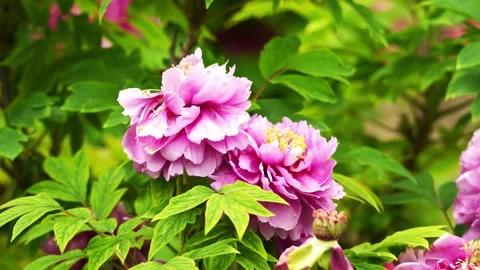Pink Peonies growing on a spring day Stock Footage 332600186