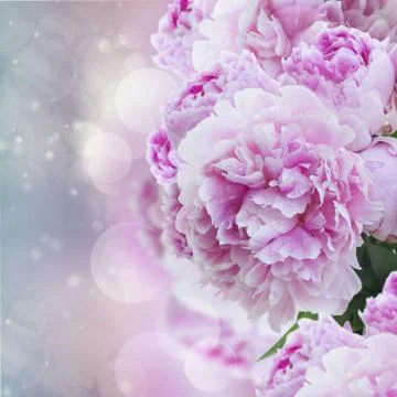 Pink peonies Stock Illustration