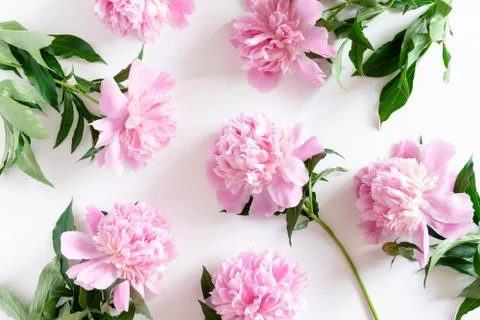 Pink peonies pattern on a white background Stock Photos