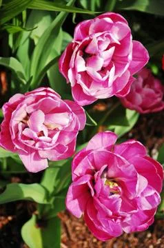 Pink peonies Stock Photos