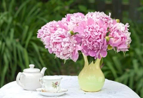 Pink peonies Stock Photos