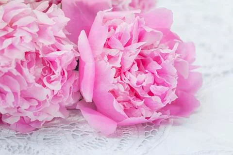 Pink peonies Stock Photos