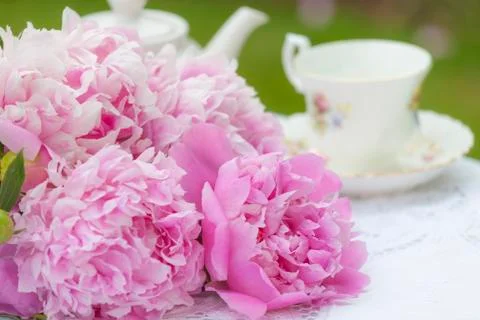 Pink peonies Stock Photos