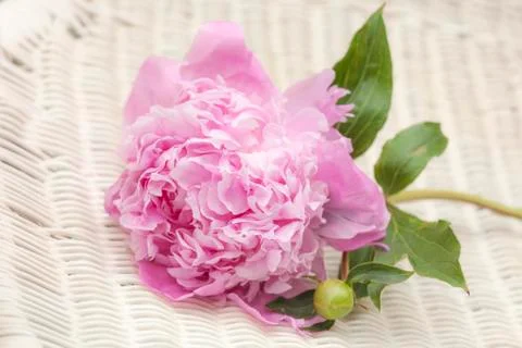 Pink peonies Stock Photos