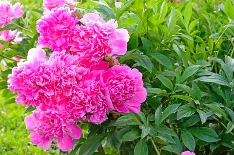 Pink peonies Stock Photos