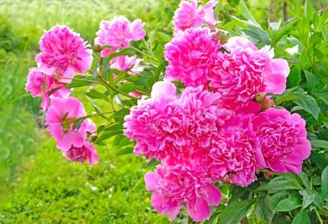 Pink peonies Stock Photos