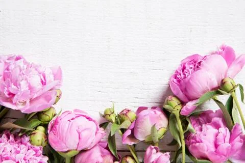 Pink peonies Фото