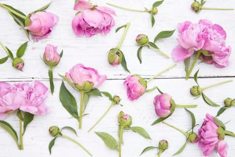 Pink peonies Фото