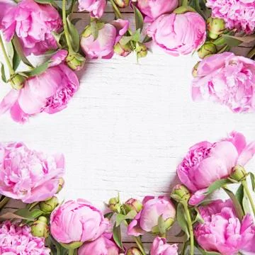 Pink peonies Фото