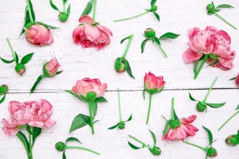 Pink peonies Фото