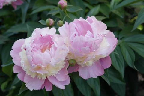 Pink Peonies Foto stock
