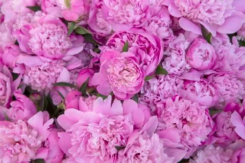 Pink peonies 스톡 사진