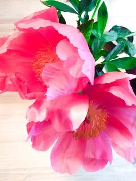 Pink peonies Stock Photos