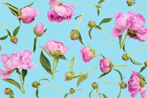 Pink peonies Фото