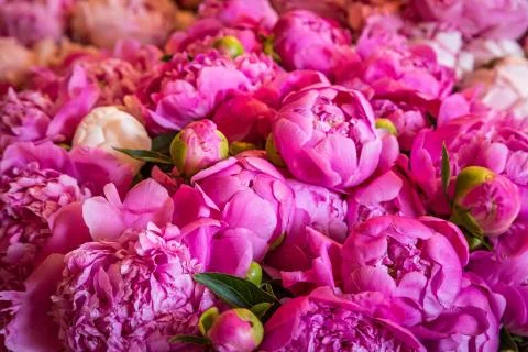 Pink Peonies Foto stock