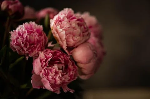 Pink peonies Stock Photos