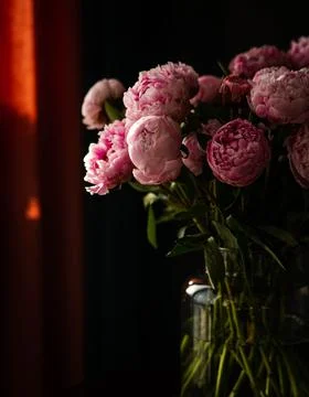 Pink peonies Stock Photos