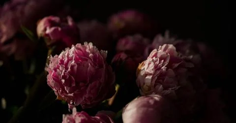 Pink peonies Stock Photos