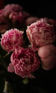 Pink peonies Stock Photos
