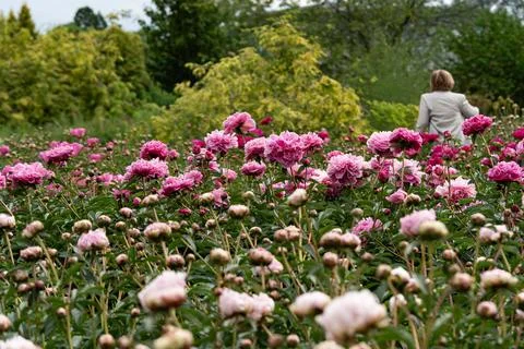 Pink peonies 库存照片