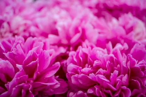 Pink peonies spring background. Stock Photos