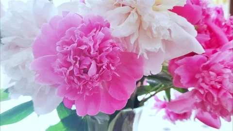 Pink peonies in the vase on the table in modern light interior. Stock-Footage 277404057