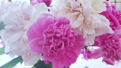Pink peonies in the vase on the table in modern light interior. Stock Footage 277567686