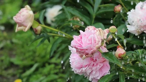 Pink peony after rain. Stock Footage 77410801