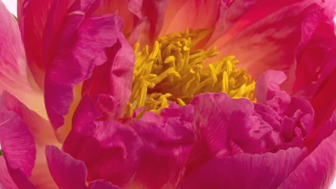 Pink Peony background. Stock Footage 132453758