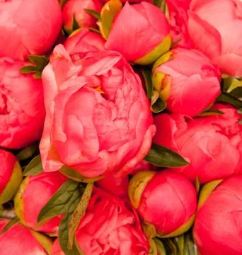 Pink peony background Stock Photos