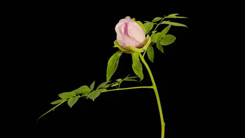 Pink peony bloom buds ALPHA matte, FULL HD (Paeonia rockii) Stock Footage 107791237