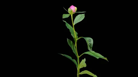 Pink peony bloom buds ALPHA matte, FULL HD (Paeonia Gay Paree) Stock Footage 109076733