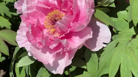 Pink peony in bloom in the park in the spring. Beauty flower  Stock Footage 240851168