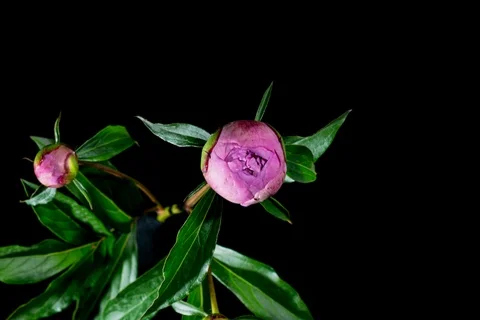 Pink peony blooming Stock Footage 109224916