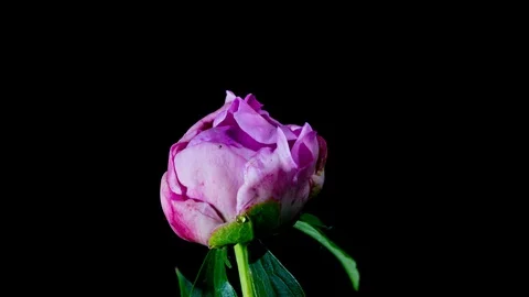 Pink peony blooming 스톡 동영상 109224977