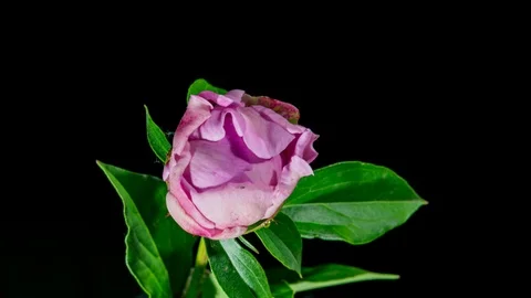 Pink peony blooming Video stock 109225325