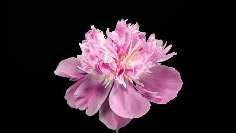Pink Peony Blooming in Time Lapse on a Black Background. Tender Flower Movi.. Stock Footage 344331647