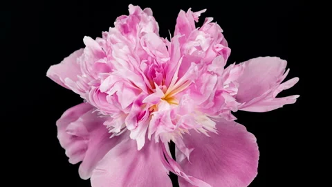 Pink Peony Blooming in Time Lapse on a Black Background. Tender Flower Movi.. Stock Footage 345089536