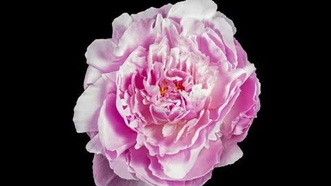 Pink Peony Blooming in Time Lapse on a Black Background. Tender Flower Movi.. Stock Footage 345224800