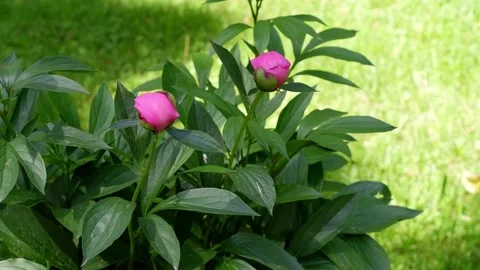 Pink peony on a blurred background is moving. Flower. Stock Footage 155682026