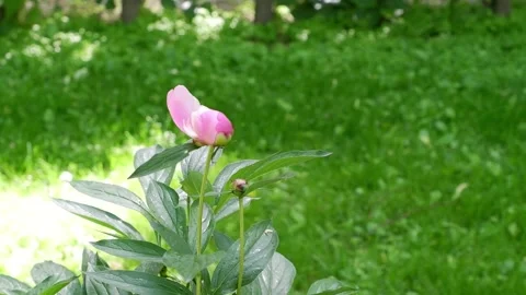 Pink peony on a blurred background is moving. Flower. Stock Footage 155682027