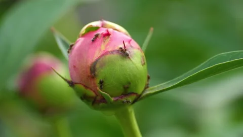 Pink Peony bud close-up Stock Footage 132616832