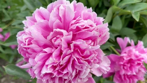 Pink peony bud Stock Footage 243426557