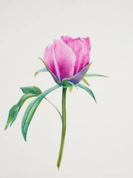 Pink peony bud Stock Illustration
