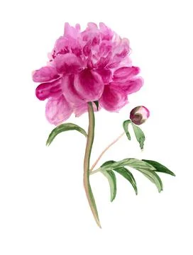 Pink peony with bud Stock Illustration